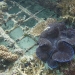 Coral growth on the Lotus electrified artificial structure