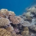 Vabbinfaru House Reef