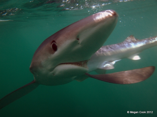 Bend Shark