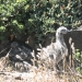 Baby Seagulls 