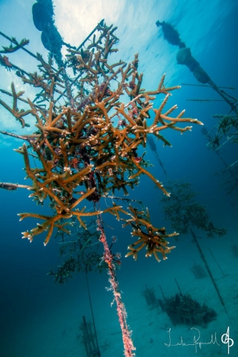 Coral Trees
