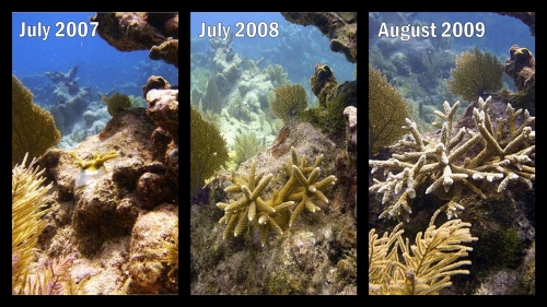 Three years of staghorn progress
