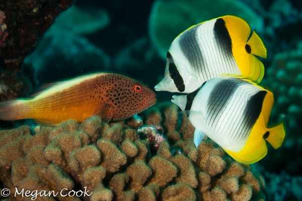 Butterflies hustle hawkfish