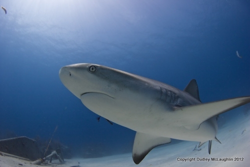 Shark Left