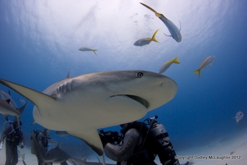 Shark Right