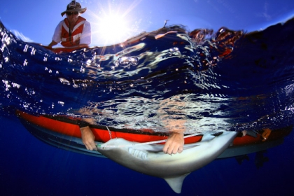 tagging-galapagos-sharks-1-pearl-and-hermes