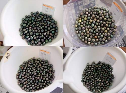 Combination Pearls