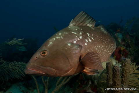 Red grouper aka golden retrievers of the sea